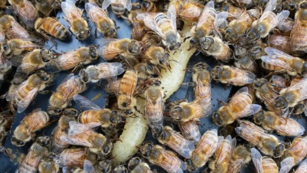 Honey bee health and brood development